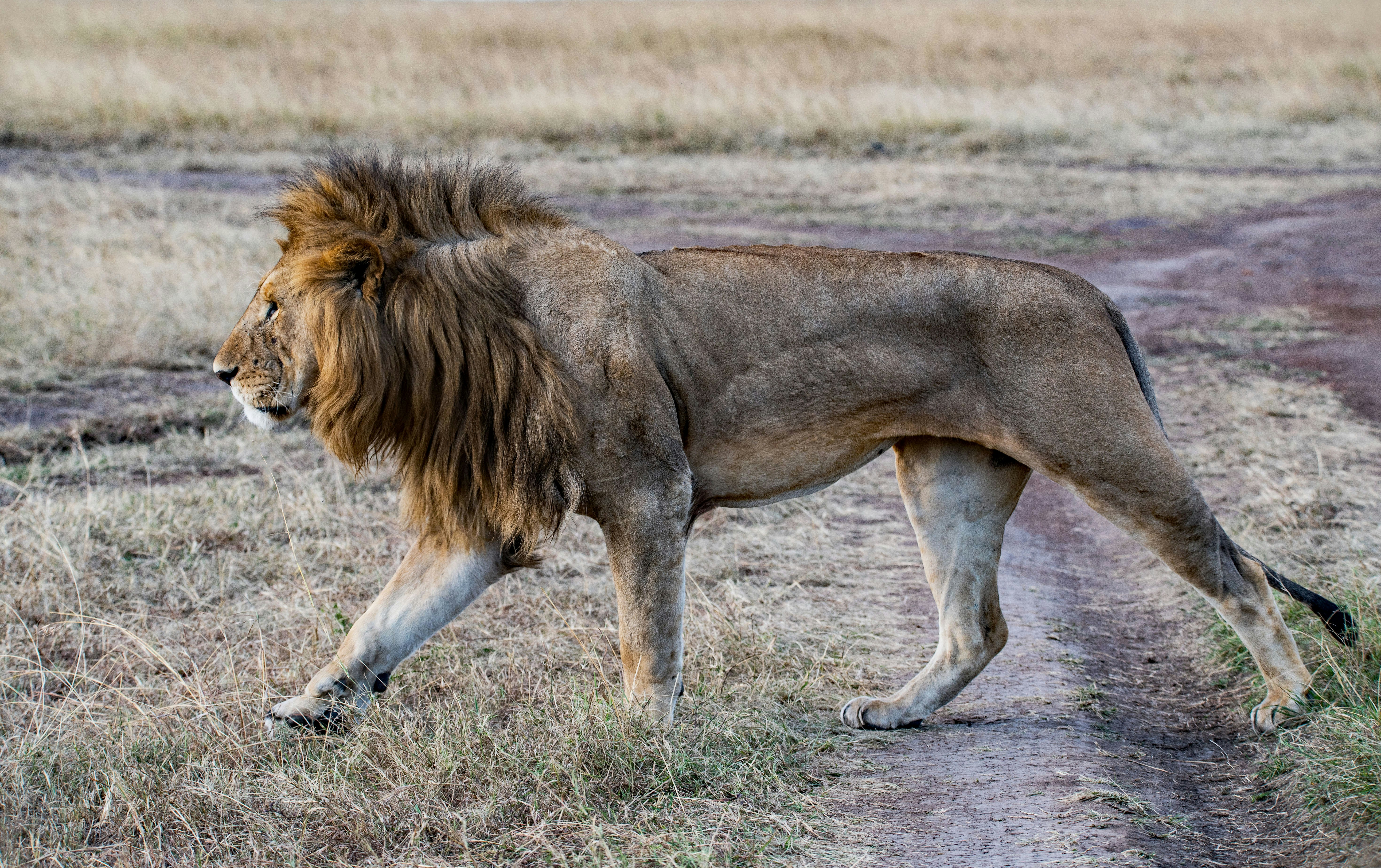 photo of lion crawling on green grass at daytime